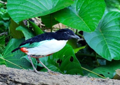 Ivory Breasted Pitta